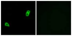 Immunocytochemistry/ Immunofluorescence - Anti-GPCR GPR34 antibody (AB134811)