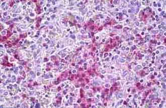 Immunohistochemistry (Formalin/PFA-fixed paraffin-embedded sections) - Anti-GPCR GPR34 antibody (AB134811)