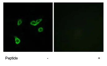 Immunocytochemistry/ Immunofluorescence - Anti-GPCR GPR35 antibody (AB76217)