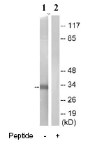 Western blot - Anti-GPCR GPR35 antibody (AB76217)