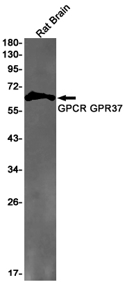 Western blot - Anti-GPCR GPR37 Antibody [S02-9I6] (AB317386), expandable thumbnail