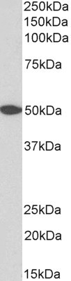 Western blot - Anti-GPCR GPR39 antibody (AB210693)