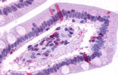 Immunohistochemistry (Formalin/PFA-fixed paraffin-embedded sections) - Anti-GPCR GPR39 antibody - C-terminal (AB150637)