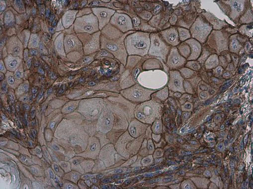 Immunohistochemistry (Formalin/PFA-fixed paraffin-embedded sections) - Anti-GPCR GPR39 antibody - C-terminal (AB229648)
