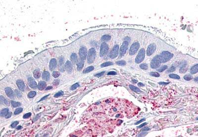 Immunohistochemistry (Formalin/PFA-fixed paraffin-embedded sections) - Anti-GPCR GPR4 antibody (AB188913)