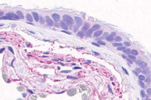 Immunohistochemistry (Formalin/PFA-fixed paraffin-embedded sections) - Anti-GPCR GPR4 antibody - C-terminal (AB188931)