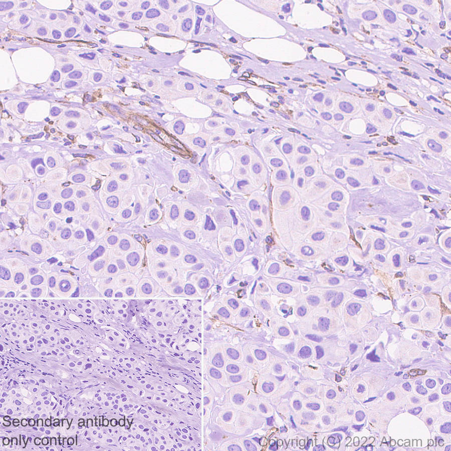 Immunohistochemistry (Formalin/PFA-fixed paraffin-embedded sections) - Anti-GPCR GPR4 antibody [EPR27342-7] - BSA and Azide free (AB307364), expandable thumbnail