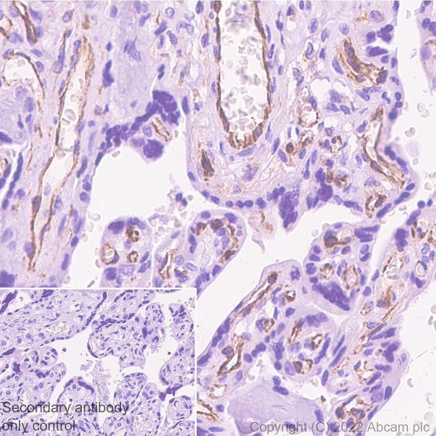 Immunohistochemistry (Formalin/PFA-fixed paraffin-embedded sections) - Anti-GPCR GPR4 antibody [EPR27342-7] - BSA and Azide free (AB307364), expandable thumbnail