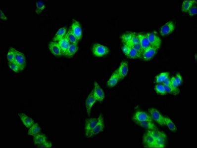 Immunocytochemistry/ Immunofluorescence - Anti-GPCR GPR40 antibody (AB236285)