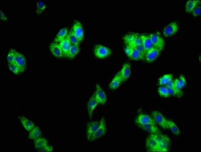 Immunocytochemistry/ Immunofluorescence - Anti-GPCR GPR40 antibody (AB236285)