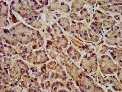 Immunohistochemistry (Formalin/PFA-fixed paraffin-embedded sections) - Anti-GPCR GPR40 antibody (AB236285)