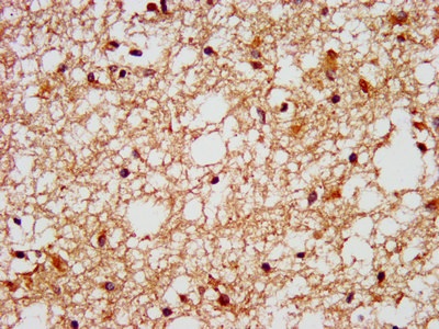 Immunohistochemistry (Formalin/PFA-fixed paraffin-embedded sections) - Anti-GPCR GPR40 antibody (AB236285)