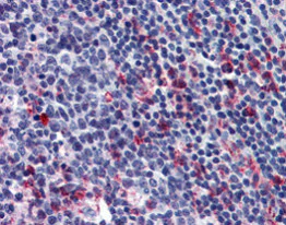 Immunohistochemistry (Formalin/PFA-fixed paraffin-embedded sections) - Anti-GPCR GPR43 antibody (AB124272)