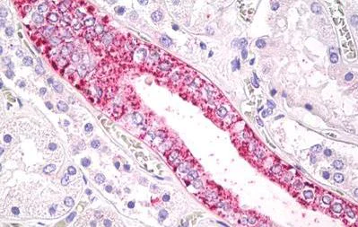 Immunohistochemistry (Formalin/PFA-fixed paraffin-embedded sections) - Anti-GPCR GPR43 antibody - Cytoplasmic domain (AB188909)