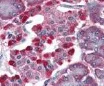 Immunohistochemistry (Formalin/PFA-fixed paraffin-embedded sections) - Anti-GPCR GPR48/LGR4 antibody [6G8.B3.G5.C3] (AB106089)