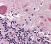Immunohistochemistry (Formalin/PFA-fixed paraffin-embedded sections) - Anti-GPCR GPR48/LGR4 antibody [6G8.B3.G5.C3] (AB106089)