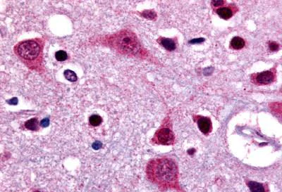 Immunohistochemistry (Formalin/PFA-fixed paraffin-embedded sections) - Anti-GPCR GPR48/LGR4 antibody (AB140845)