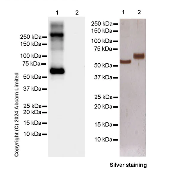 Western blot - Anti-GPCR GPR48/LGR4 antibody [EPR26351-175] - BSA and Azide free (AB321790)