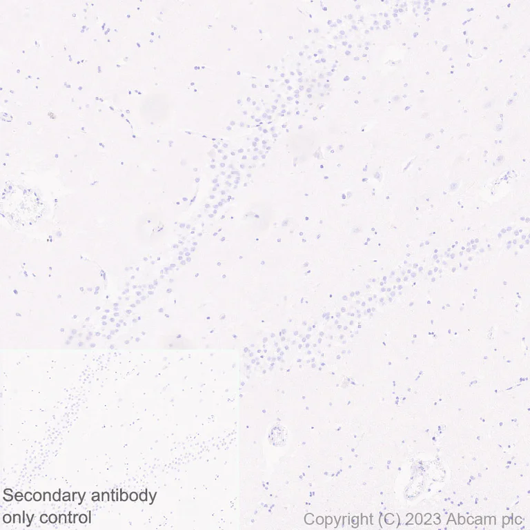 Immunohistochemistry (Formalin/PFA-fixed paraffin-embedded sections) - Anti-GPCR GPR52 antibody [EPR24344-51] (AB315438)