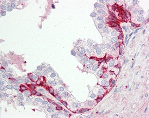 Immunohistochemistry (Formalin/PFA-fixed paraffin-embedded sections) - Anti-GPCR GPR55 antibody - C-terminal (AB228355), expandable thumbnail