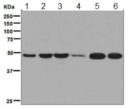 Western blot - Anti-GPCR GPR63 antibody [EPR7447] (AB128925)