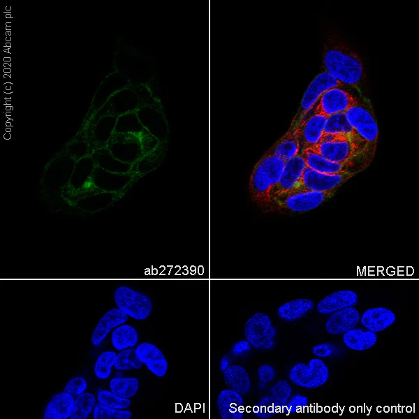 Immunocytochemistry/ Immunofluorescence - Anti-GPCR GPR64 antibody [EPR23658-2] - BSA and Azide free (AB272395)