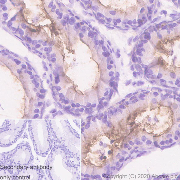 Immunohistochemistry (Formalin/PFA-fixed paraffin-embedded sections) - Anti-GPCR GPR64 antibody [EPR23658-2] - BSA and Azide free (AB272395)