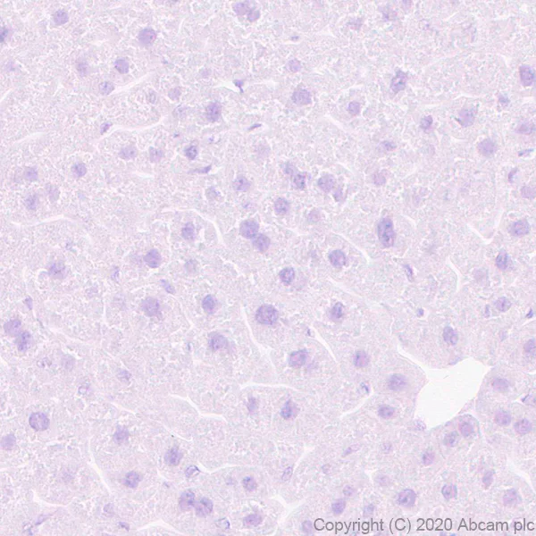 Immunohistochemistry (Formalin/PFA-fixed paraffin-embedded sections) - Anti-GPCR GPR64 antibody [EPR23658-2] - BSA and Azide free (AB272395)