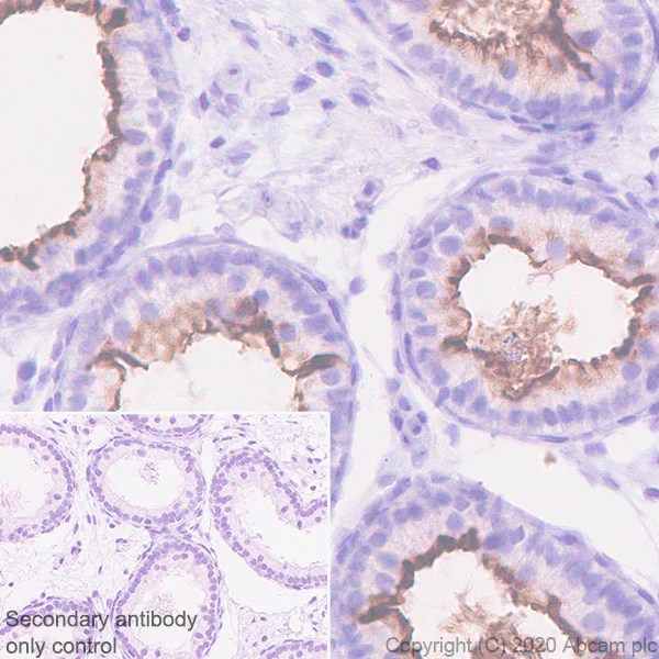 Immunohistochemistry (Formalin/PFA-fixed paraffin-embedded sections) - Anti-GPCR GPR64 antibody [EPR23658-2] - BSA and Azide free (AB272395)