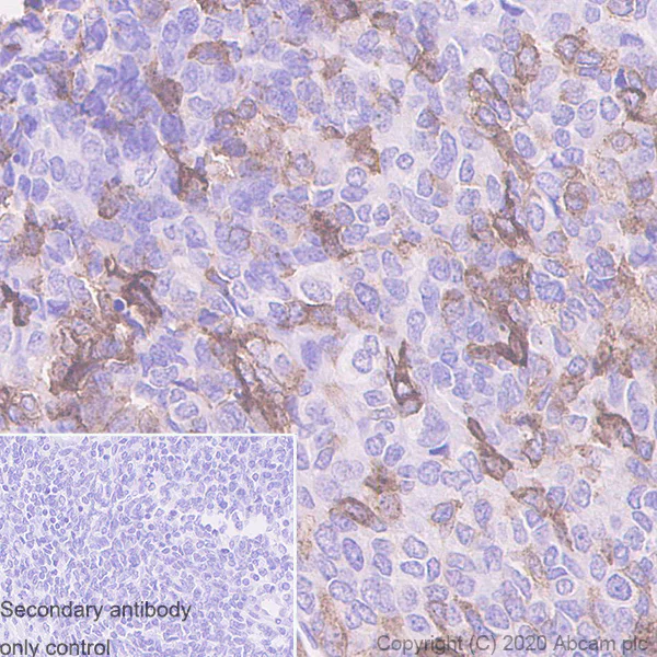 Immunohistochemistry (Formalin/PFA-fixed paraffin-embedded sections) - Anti-GPCR GPR64 antibody [EPR23658-2] - BSA and Azide free (AB272395)