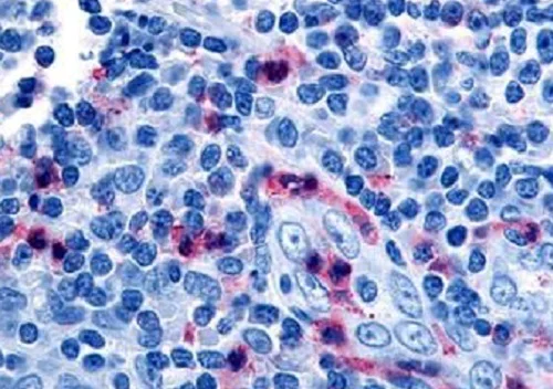 Immunohistochemistry (Formalin/PFA-fixed paraffin-embedded sections) - Anti-GPCR GPR65/TDAG8 antibody (AB188907)