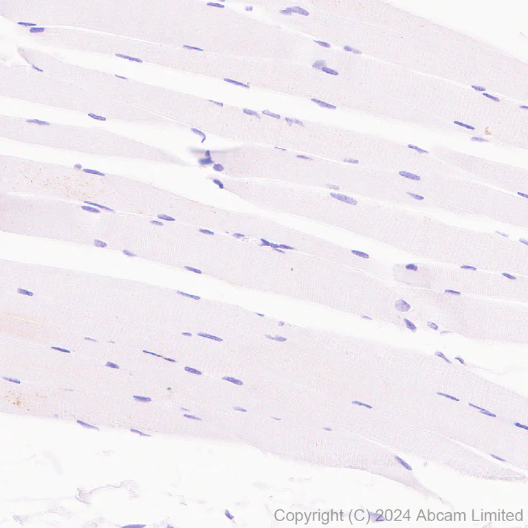 Immunohistochemistry (Formalin/PFA-fixed paraffin-embedded sections) - Anti-GPCR GPR75 antibody [EPR29107-69] (AB320084)