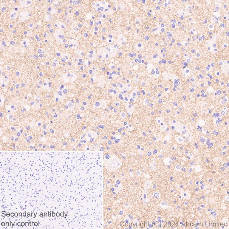 Immunohistochemistry (Formalin/PFA-fixed paraffin-embedded sections) - Anti-GPCR GPR75 antibody [EPR29107-69] (AB320084)