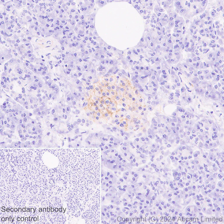 Immunohistochemistry (Formalin/PFA-fixed paraffin-embedded sections) - Anti-GPCR GPR75 antibody [EPR29107-69] (AB320084)