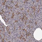 Immunohistochemistry (Formalin/PFA-fixed paraffin-embedded sections) - Anti-GPCR GPR78 antibody (AB121390)