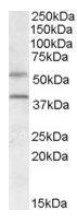 Western blot - Anti-GPCR GPR81 antibody (AB106942)