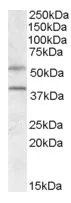 Western blot - Anti-GPCR GPR81 antibody (AB106942)