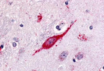 Immunohistochemistry (Formalin/PFA-fixed paraffin-embedded sections) - Anti-GPCR GPR85 antibody - C-terminal (AB188781)