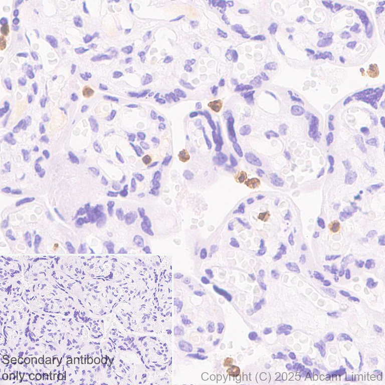 Immunohistochemistry (Formalin/PFA-fixed paraffin-embedded sections) - Anti-GPCR GPR97 antibody [EPR30227-586] (AB325332)