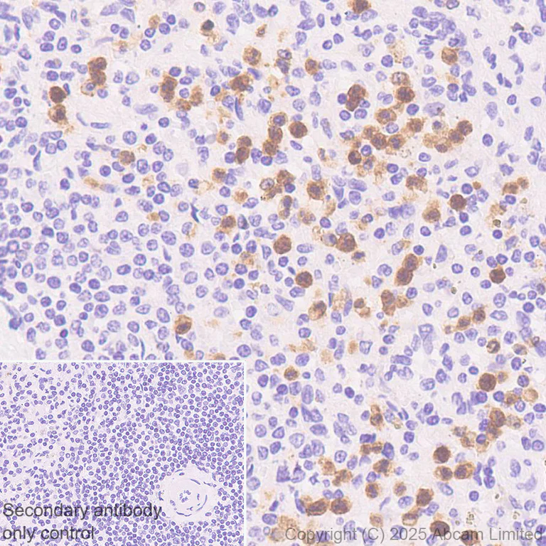 Immunohistochemistry (Formalin/PFA-fixed paraffin-embedded sections) - Anti-GPCR GPR97 antibody [EPR30227-586] (AB325332)