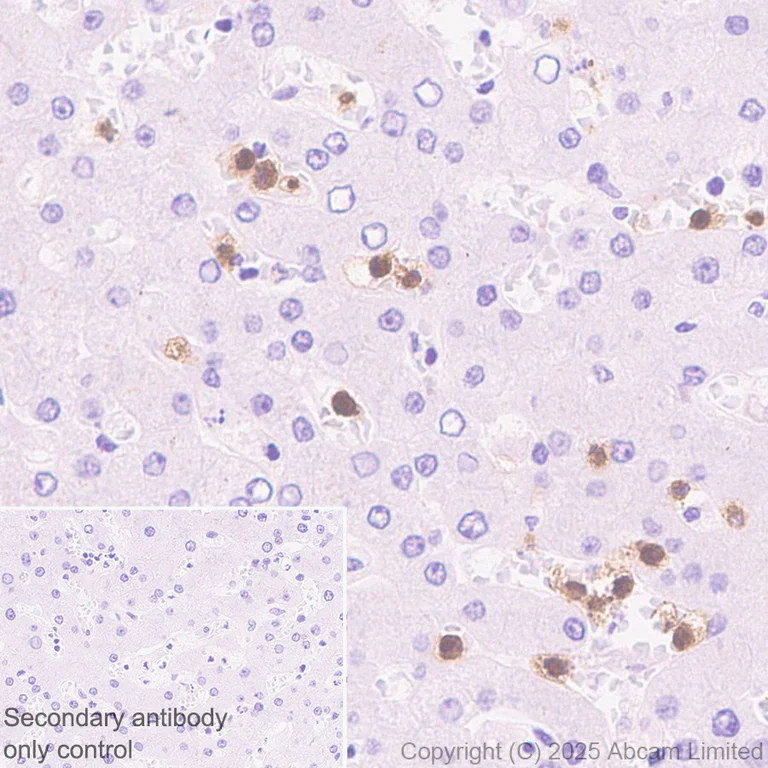 Immunohistochemistry (Formalin/PFA-fixed paraffin-embedded sections) - Anti-GPCR GPR97 antibody [EPR30227-586] (AB325332)