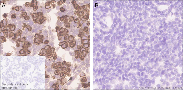 Immunohistochemistry (Formalin/PFA-fixed paraffin-embedded sections) - Anti-GPCR GPR97 antibody [EPR30227-586] (AB325332)