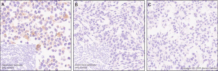 Immunohistochemistry (Formalin/PFA-fixed paraffin-embedded sections) - Anti-GPCR GPR97 antibody [EPR30227-586] (AB325332)
