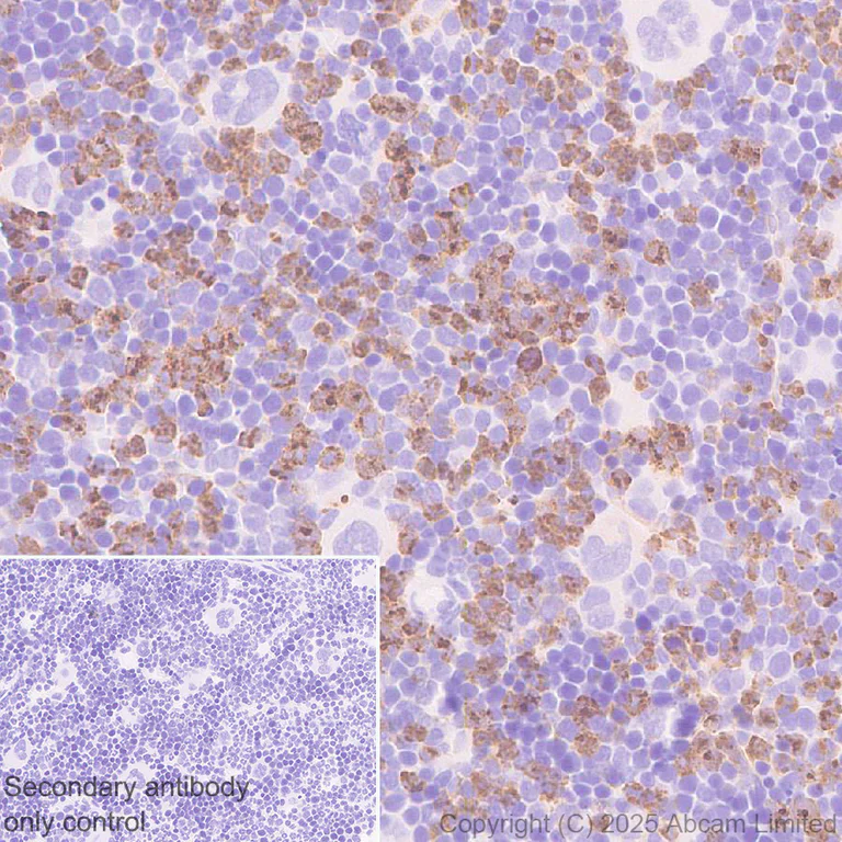 Immunohistochemistry (Formalin/PFA-fixed paraffin-embedded sections) - Anti-GPCR GPR97 antibody [RM2090] (AB325346)