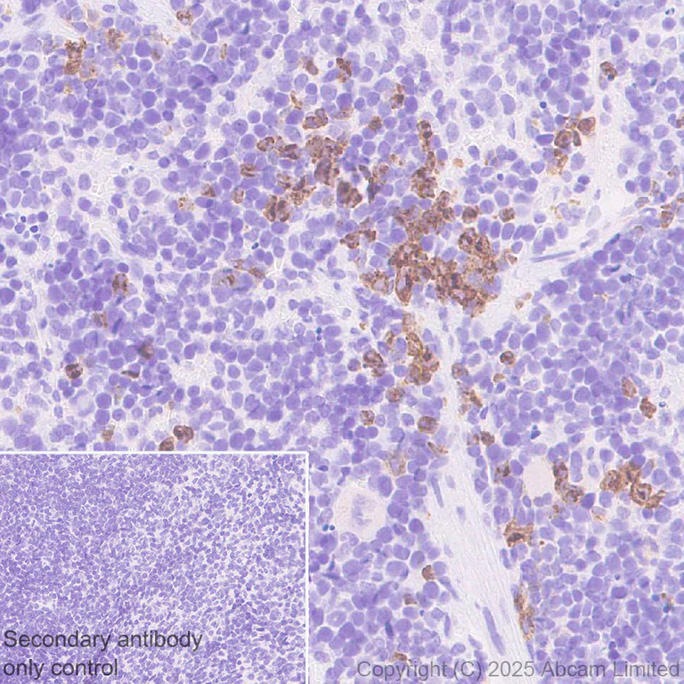 Immunohistochemistry (Formalin/PFA-fixed paraffin-embedded sections) - Anti-GPCR GPR97 antibody [RM2090] (AB325346)