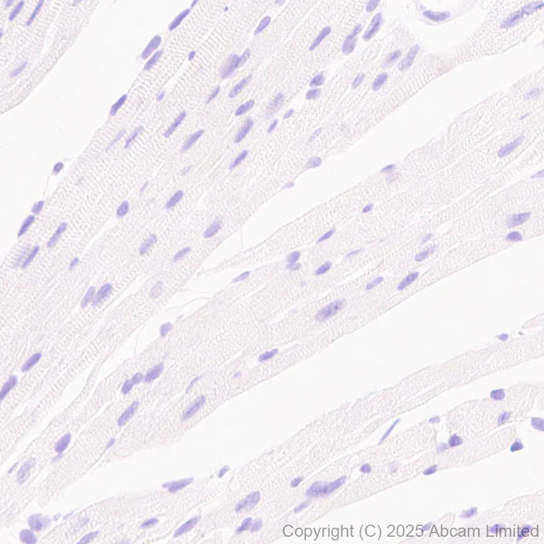 Immunohistochemistry (Formalin/PFA-fixed paraffin-embedded sections) - Anti-GPCR GPR97 antibody [RM2090] (AB325346)