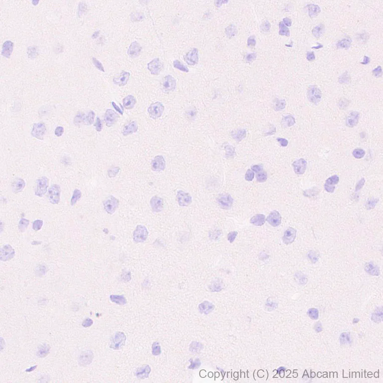 Immunohistochemistry (Formalin/PFA-fixed paraffin-embedded sections) - Anti-GPCR GPR97 antibody [RM2090] (AB325346)