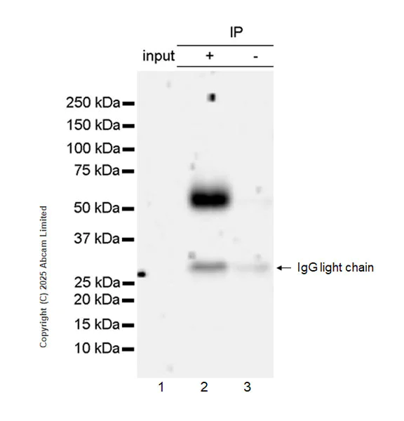 Immunoprecipitation - Anti-GPCR GPR97 antibody [RM2090] (AB325346)