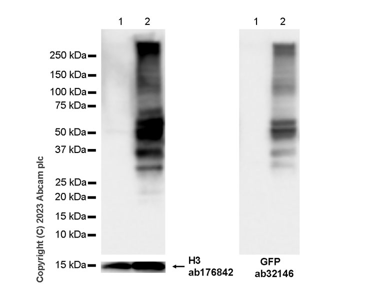 Western blot - Anti-GPCR GPRC5D antibody [EPR28376-41] - BSA and Azide free (AB315809), expandable thumbnail