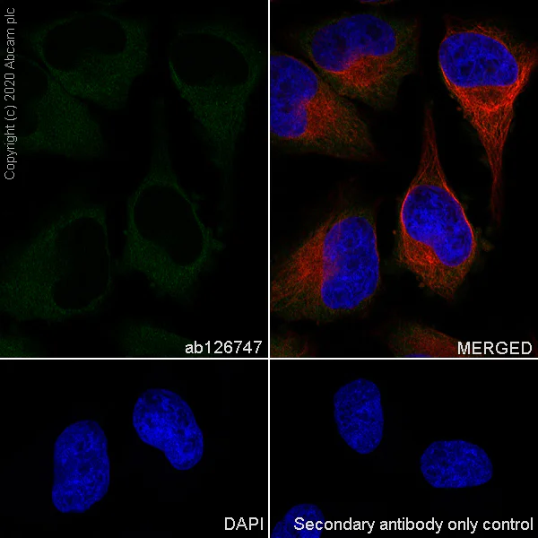 Immunocytochemistry/ Immunofluorescence - Anti-GPCR LGR6 antibody [EPR6874] (AB126747)